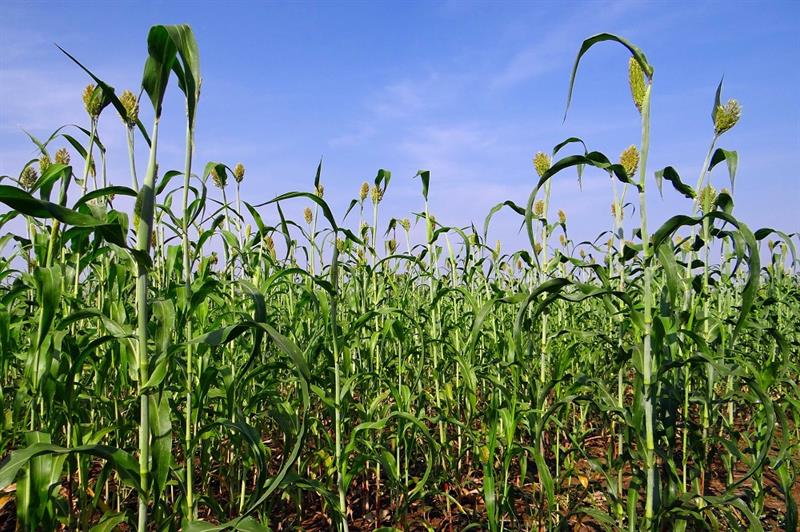 Sorghum intrede in Zeeuws-Vlaanderen