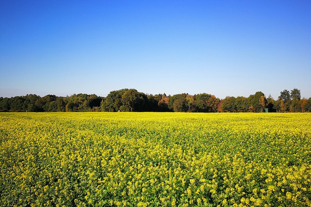 yellow-mustard-3714021_1000