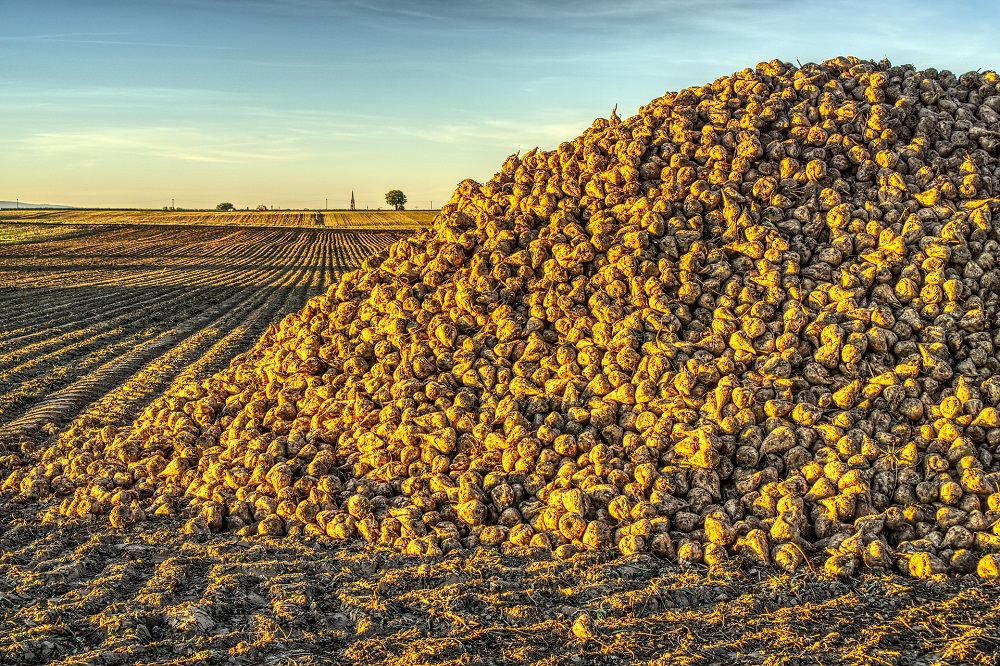 Cercospora neemt toe door nieuw blad