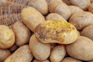 Aardappelen doen omzet akkerbouw met bijna 1/5 dalen