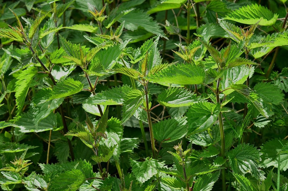 Plants For Plants: De zoektocht naar nieuwe gewassen