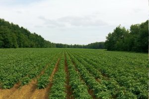 Groningse studenten ontwikkelen een 'Smart Potato'