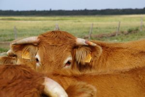 KU Leuven en ILVO willen jeugd inschakelen als landbouwambassadeur