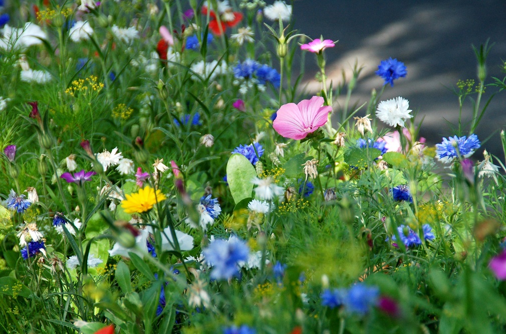 Vrijwillige maatregelen om de biodiversiteit te beschermen