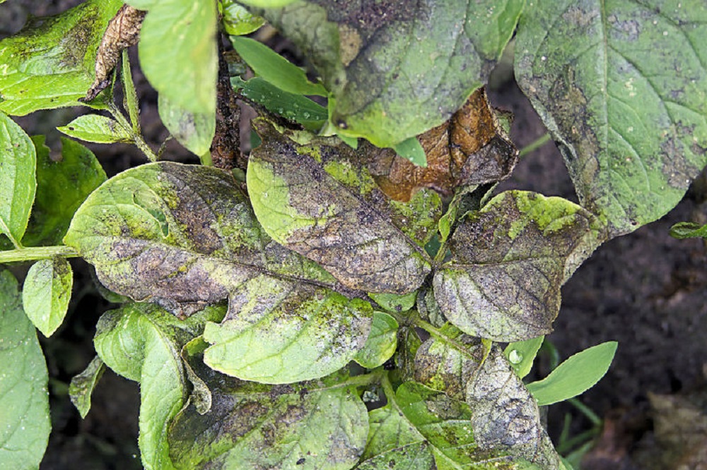 Onderzoek toont aan: Robuuste aardappelrassen beter bestand tegen Phytophtora