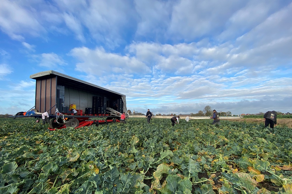 Bloemkooloogstwagens