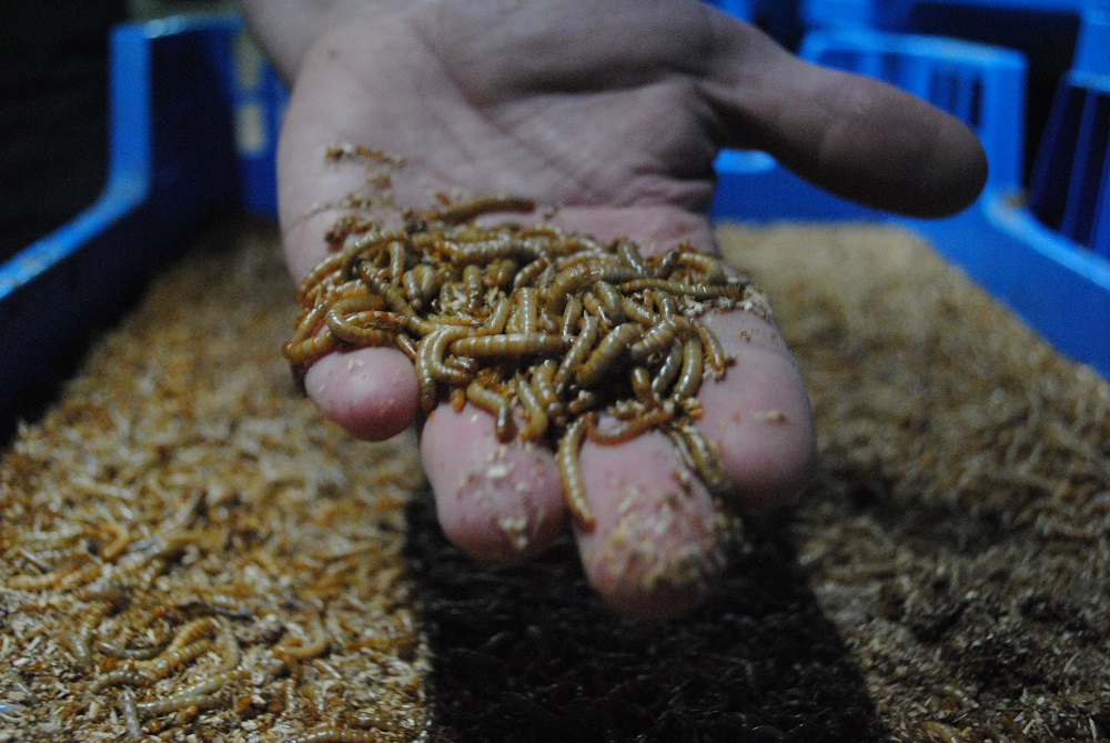 Reststromen insectenkweek veelbelovende nieuwe schakel in kringloop