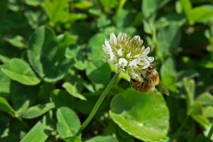 Aanvragen van pre-ecoregelingen in de verzamelaanvraag