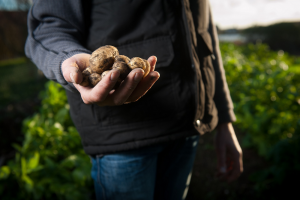 Loofvernietigingsdata 2022 in het kader van de vermeerdering van pootaardappelen