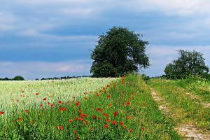 Agrobiodiversiteit