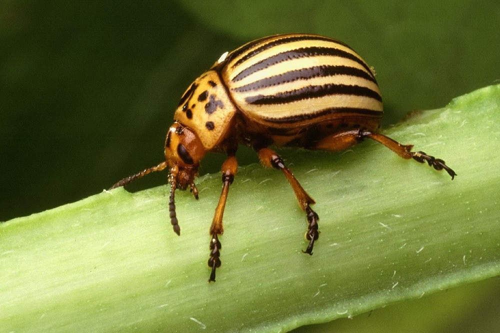 Alternaria en Coloradokever onder de loep