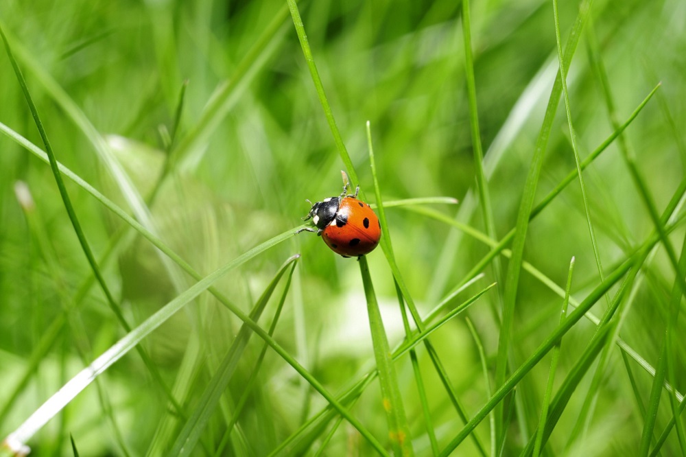 Biostimulanten