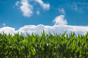 Maiszaad dit jaar slecht leverbaar door droogte