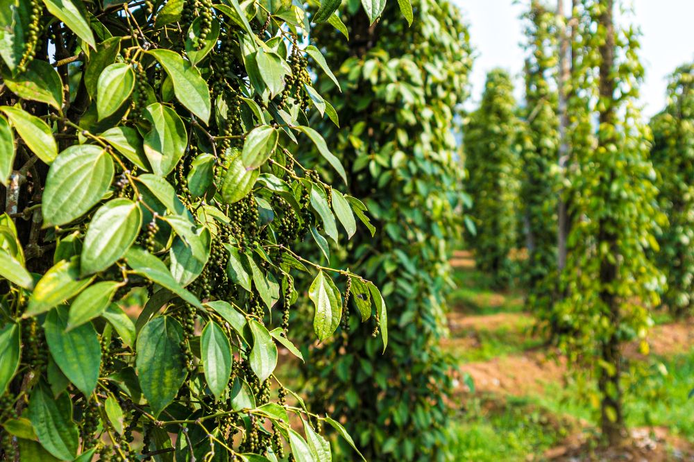 Akkerbouwbedrijf - Verse zwarte peper biedt kansen voor Nederlandse teelt