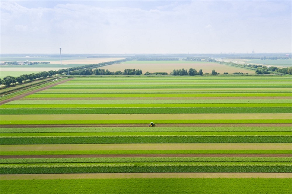 Strokenteelt