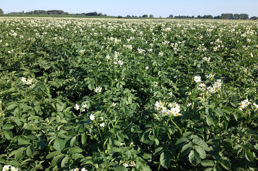 De aardappel groeit! Wat doe ik met mijn bemesting?