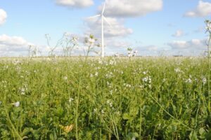 ILVO ontwikkelt vijf nieuwe soorten dubbelresistente bladrammenas