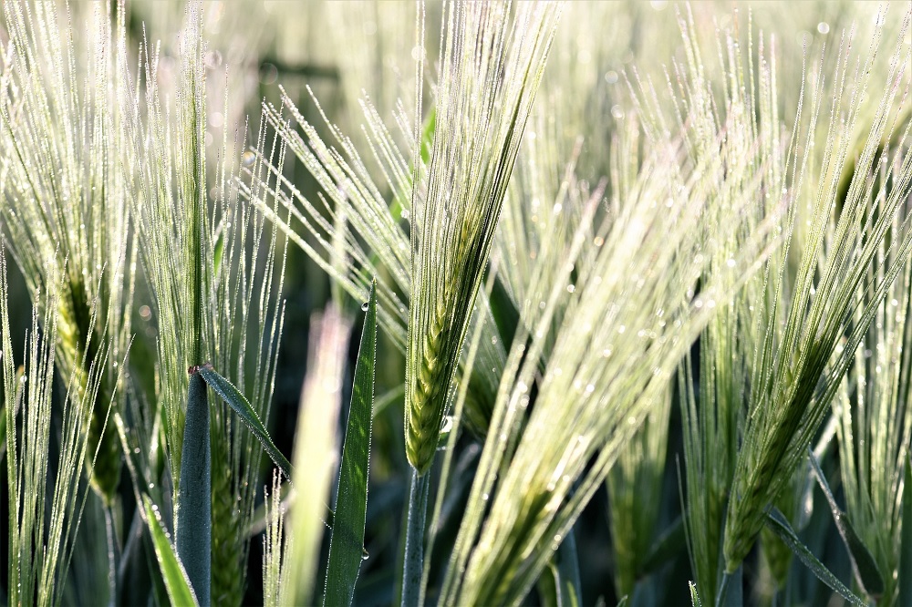 Resultaten rassenproeven wintertarwe en triticale