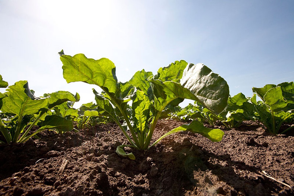 "Het draait om economische parameters, dat begint bij een goede plantgezondheid"