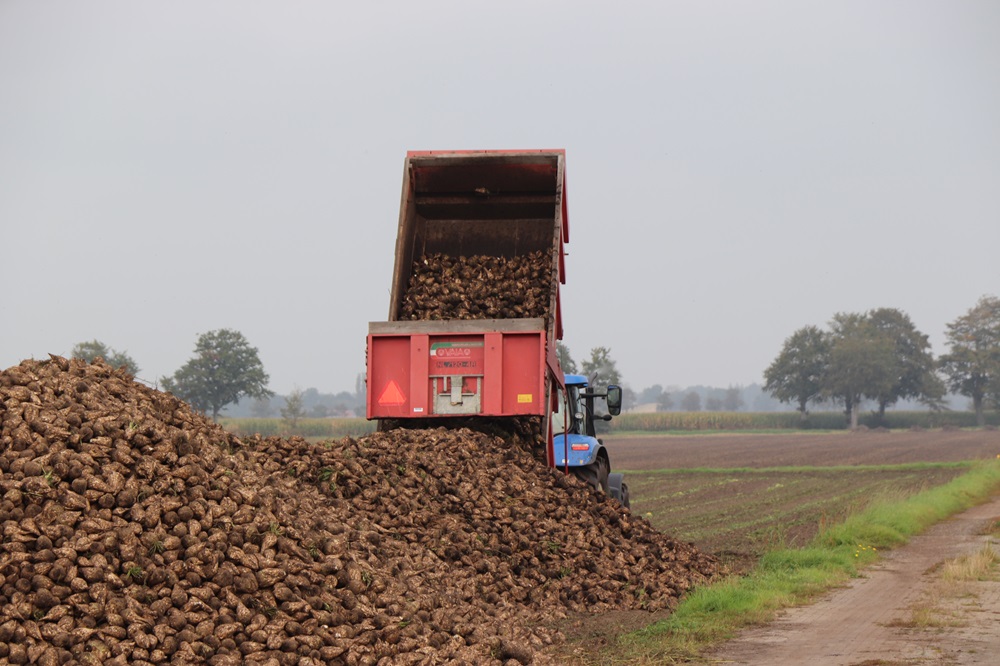 Drentse akkerbouwer blij met zetmeelaardappel als 'winterteelt'