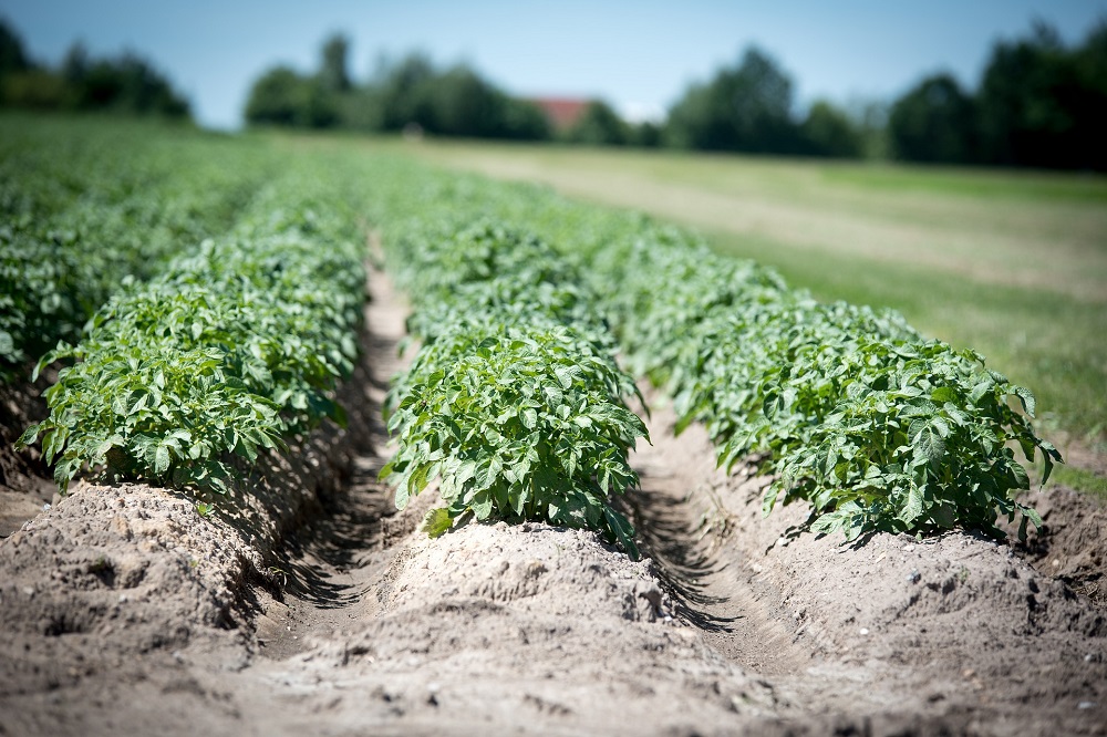 Aardappelen telen gaat nooit zonder slag of stoot