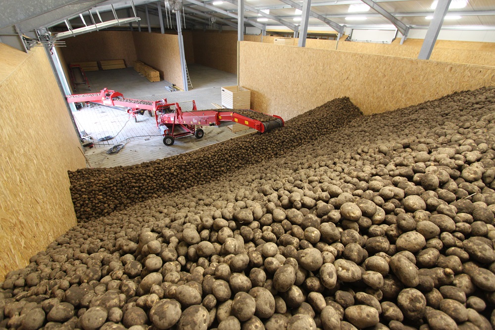 Stand van het gewas: wees scherp op bewaring van aardappelen en uien blijven drogen