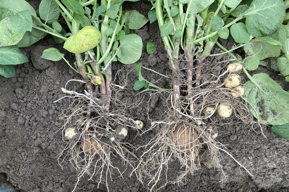 Hamerol maakt planten weerbaarder en vitaler