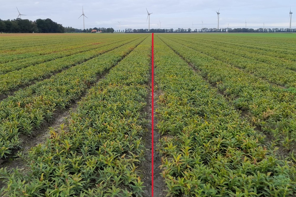 "Ontbrekende puzzelstukje voor weerbare planten en teeltsystemen"