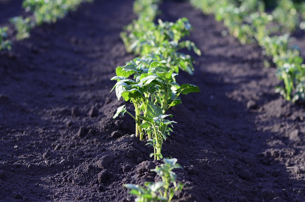 Ondersteun de aardappel met zijn basisbehoefte aan fosfaat