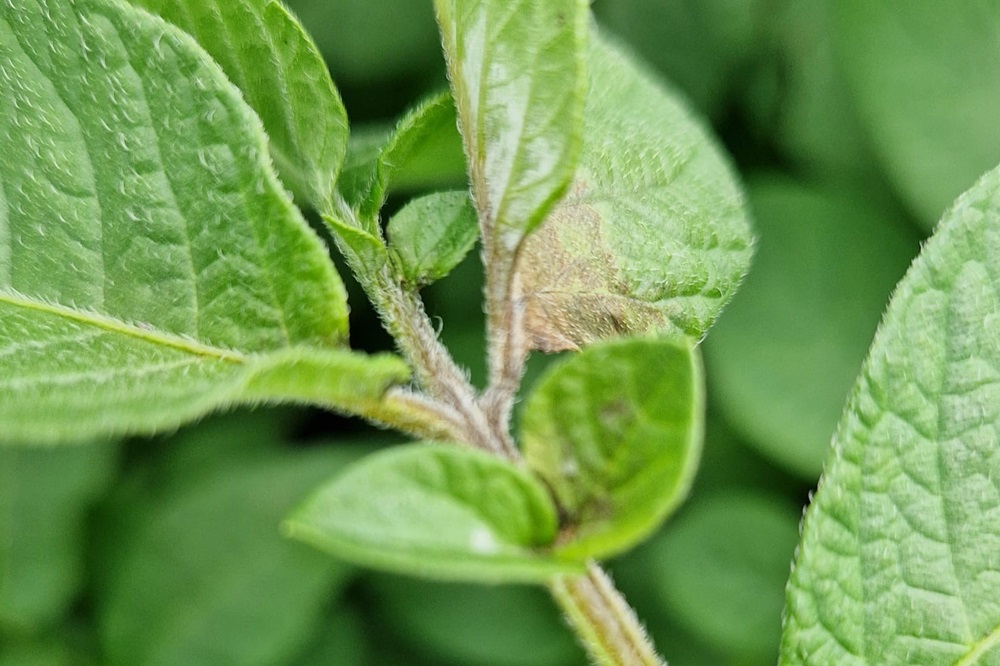 Phytophthora slaat al toe: "pak haarden direct aan en bestrijd opslag!"