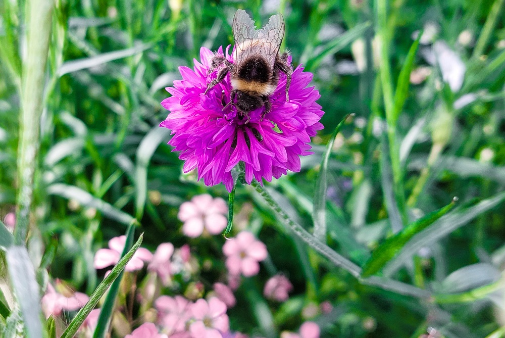 14,6 miljoen euro voor landbouwers via beheerovereenkomst biodiversiteit