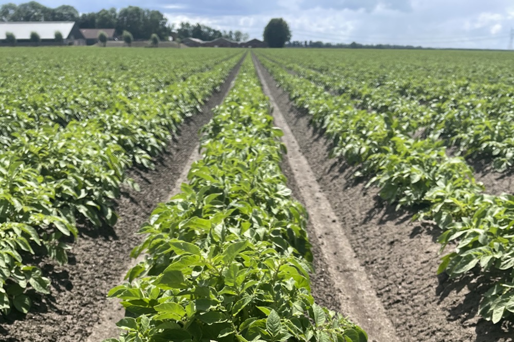 "We zien in proeven minder knolaantasting"