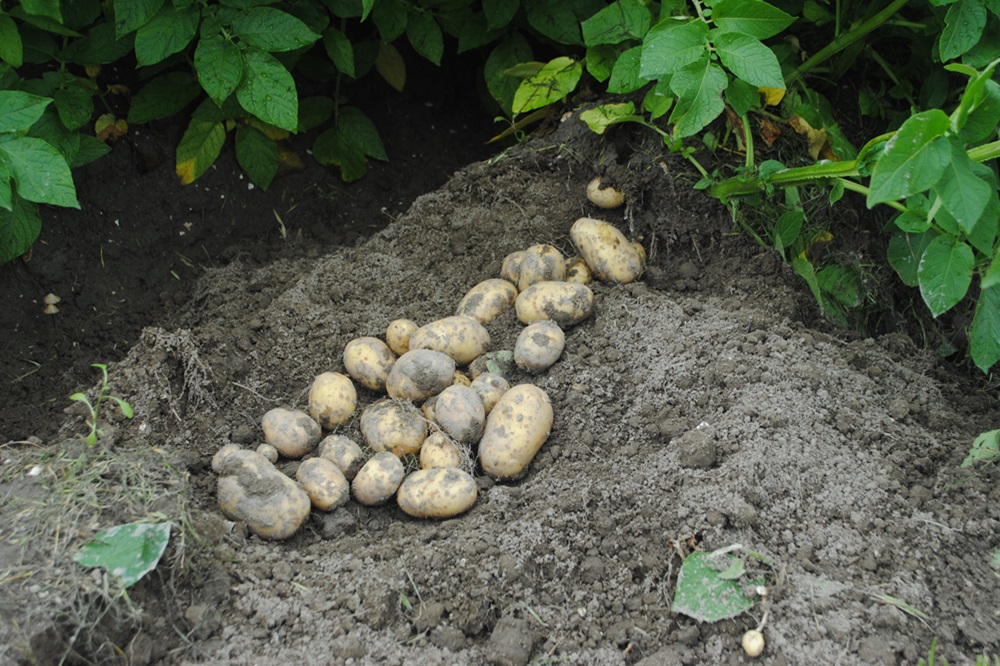 "Groeistimulans die het gewas nodig heeft"